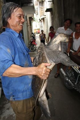 Bắt được ba ba khổng lồ dưới chân cầu Chương Dương - 12 Bắt được ba ba khổng lồ dưới chân cầu Chương Dương - 12
