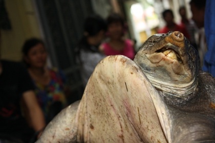 Bắt được ba ba khổng lồ dưới chân cầu Chương Dương - 5 Bắt được ba ba khổng lồ dưới chân cầu Chương Dương - 5