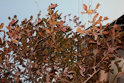 Vụ cháy xe Lacetti tại Bắc Giang: Do lỗi kỹ thuật? - 7