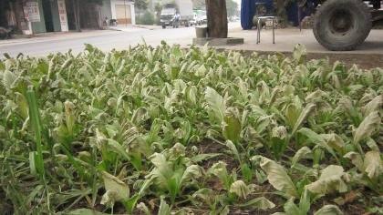 Cả khu dân cư hoảng loạn vì hít phải khí lạ - 2 Cả khu dân cư hoảng loạn vì hít phải khí lạ - 2