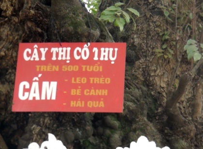 Vinh danh “đại lão” thị hơn 500 tuổi là Cây di sản Việt Nam - 3