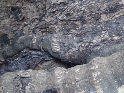 Vinh danh “đại lão” thị hơn 500 tuổi là Cây di sản Việt Nam - 2