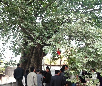 Vinh danh “đại lão” thị hơn 500 tuổi là Cây di sản Việt Nam - 1