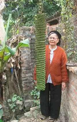 Mục sở thị cây chuối “đẻ” hơn 200 nải - 2