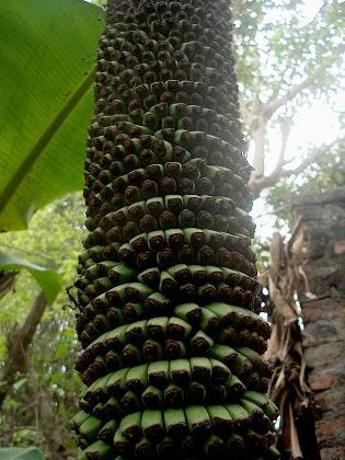 Mục sở thị cây chuối “đẻ” hơn 200 nải - 1