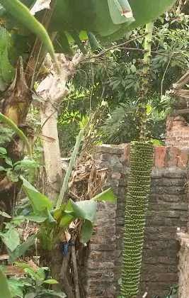 Mục sở thị cây chuối “đẻ” hơn 200 nải - 4