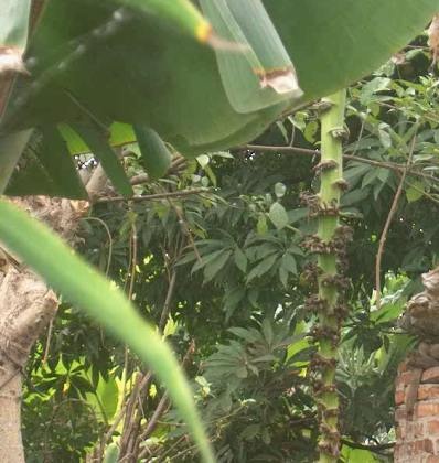 Mục sở thị cây chuối “đẻ” hơn 200 nải - 3