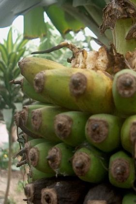 Mục sở thị cây chuối “đẻ” hơn 200 nải - 5