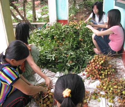 Sự thật việc doanh nghiệp ồ ạt thu mua... lá vải khô - 2