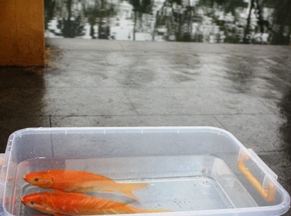 Chủ tịch nước cùng kiều bào thả cá chép tiễn ông Táo về trời - 9