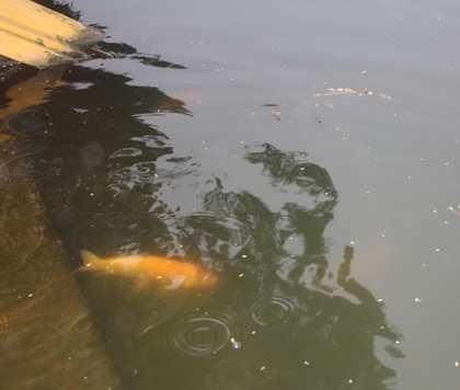 Chủ tịch nước cùng kiều bào thả cá chép tiễn ông Táo về trời - 12