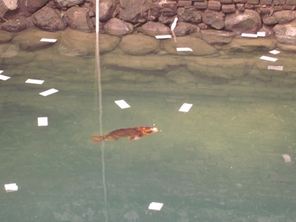 3 “ông cá thần” đền Giếng “ngạt thở” bởi... tiền lẻ - 2