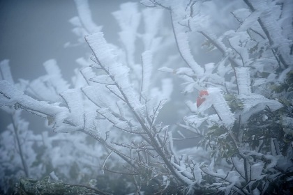 Không khí lạnh tăng cường, ngày mai miền Bắc rét hại - 1