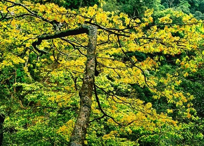 Đầu xuân bái Phật, hành hương về non thiêng Yên Tử - 2 Đầu xuân bái Phật, hành hương về non thiêng Yên Tử - 2