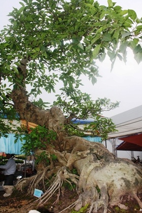 Ngắm đội sinh vật cảnh “khủng” tại Carnaval Hạ Long