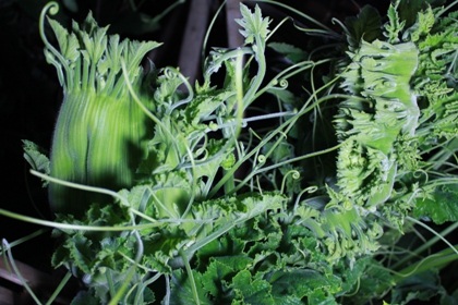 Nửa đêm kéo nhau đi xem cây bí hình rồng