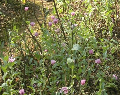 Phá nhổ trên 200 cây thuốc phiện đang trổ hoa