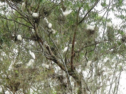 Nhức nhối nạn “hủy diệt” vườn cò rộng hàng chục nghìn m2