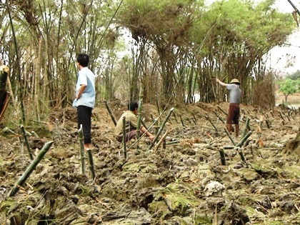 Nhức nhối nạn “hủy diệt” vườn cò rộng hàng chục nghìn m2