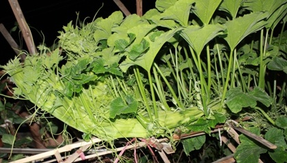 Nửa đêm kéo nhau đi xem cây bí hình rồng