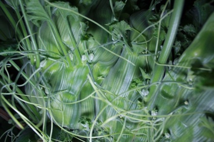 Nửa đêm kéo nhau đi xem cây bí hình rồng