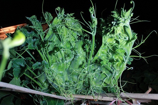 Cây bí ngô “hình rồng” có thể do loạn các yếu tố hoóc môn