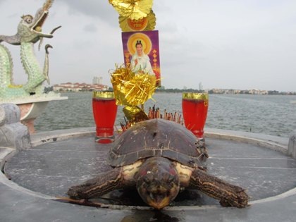 Rợn người chứng kiến cảnh giết rùa sống cúng tế trước hồ Tây