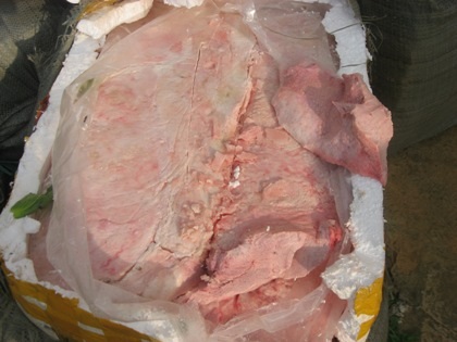 Lật tẩy thủ đoạn tuồn nội tạng “bẩn” vào nội địa