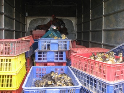 Liên tiếp bắt giữ nội tạng “bẩn”, gà nhập lậu tuồn vào nội địa