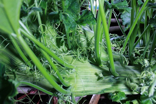 Cây bí ngô “hình rồng” có thể do loạn các yếu tố hoóc môn