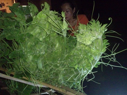 Nửa đêm kéo nhau đi xem cây bí hình rồng