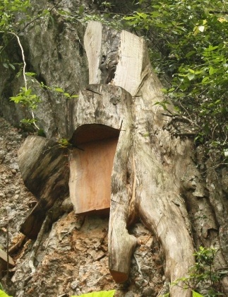 Vụ tàn sát rừng già: Truy trách nhiệm kiểm lâm địa phương