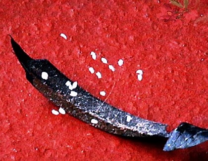 Trước đó, hoa Ư Đàm đã từng được phát hiện tại chùa Phù Ninh.