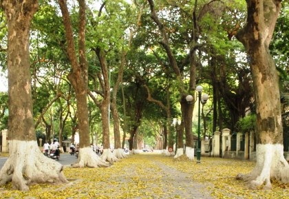 Thênh thang Hà Nội mùa trút lá...