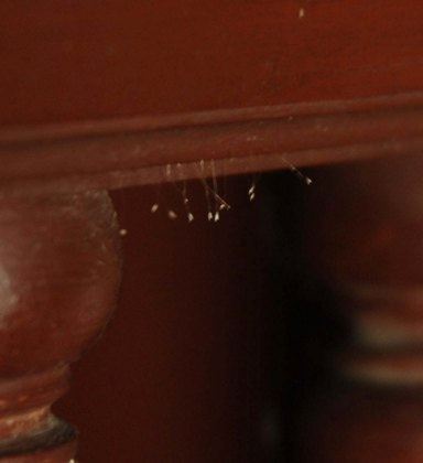 Trước đó, hoa Ư Đàm đã từng được phát hiện tại chùa Phù Ninh.