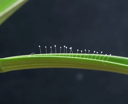 Nhiều người dân và phật tử đổ xô lên chùa Phù Ninh xem hoa Ưu Đàm nở.