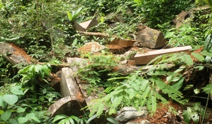 Rừng đặc dụng bị tàn phá tại rừng Sảng Mộc thuộc KBT Thần Sa - Phượng Hoàng.