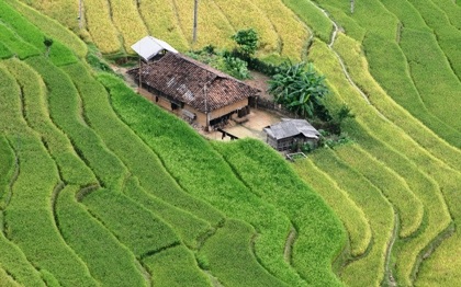 Cùng cảnh quan kỳ vĩ là những mùa vàng bội thu.