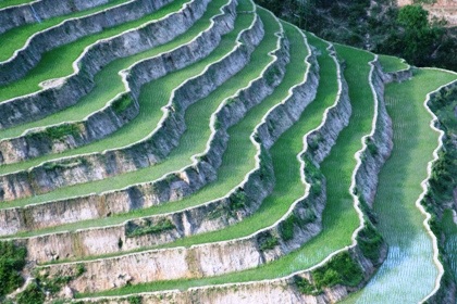 Công nhận di tích quốc gia với ruộng bậc thang Hoàng Su Phì - 9 Sự sống căng tràn...