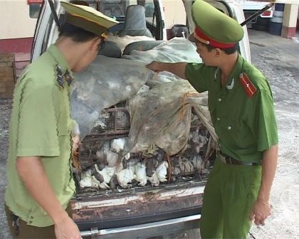 Hơn 1000 con chim bồ câu nhập lậu bị bắt giữ.