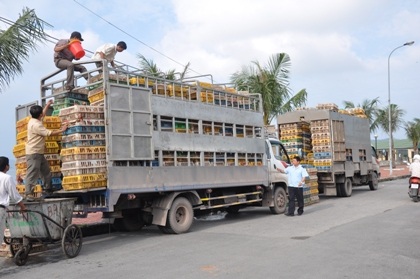 Trắng đêm mật phục... gà lậu - 1 Những xe chở gà lậu bị lực lượng chức năng tỉnh Quảng Ninh bắt giữ.
