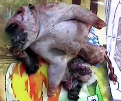 Bày bán thịt khỉ ngay tại chợ trung tâm - 2 Nửa con khỉ đã bị hán hết chỉ trong một buổi sáng.