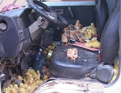 Trắng đêm mật phục... gà lậu - 2 Gia cầm nhập lậu mang lại siêu lợi nhuận đã che mờ mắt những đầu nậu hám lợi.