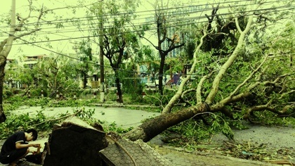 Cây đổ la liệt tại TP Thái Bình (Ảnh: Anh Thế).