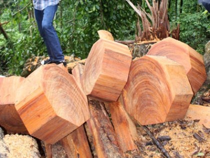 Khởi tố, bắt tạm giam 7 lâm tặc “tàn sát” gỗ nghiến trong VQG Ba Bể - 2 VQG Ba Bể chảy máu gỗ nghiến.