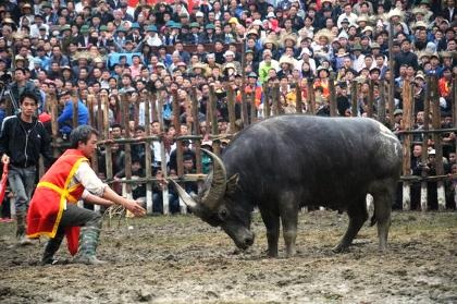 Tranh nhau bỏ tiền triệu mua thịt “ông trâu” - 12 Ban tổ chức phải vào sới can thiệp mới giải cứu được trâu thua.