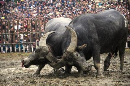 Tranh nhau bỏ tiền triệu mua thịt “ông trâu” - 8 Sau hiệu lệnh của trọng tài, cả 2 trâu chọi lao vào nhau sống mái.