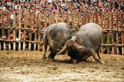 Tranh nhau bỏ tiền triệu mua thịt “ông trâu” - 9 Sau hiệu lệnh của trọng tài, cả 2 trâu chọi lao vào nhau sống mái.