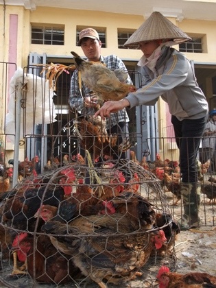 Chợ Hà Vỹ nhức nhối với nạn gia cầm nhập lậu.