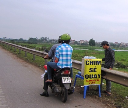 Đặc sản chim sẻ quay được bày bán la liệt trên Quốc lộ 1A đoạn gần TP Bắc Ninh.